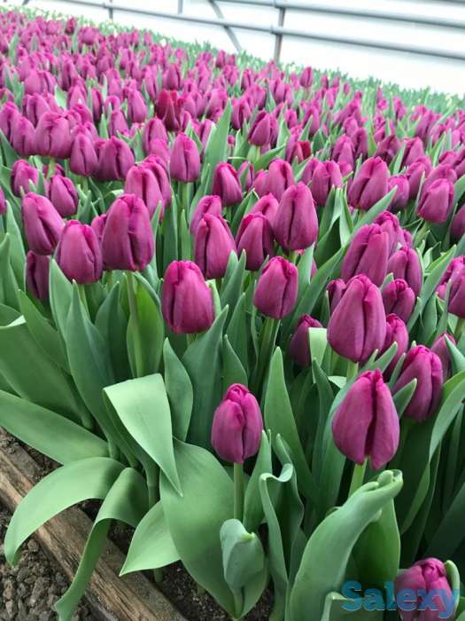 Тюльпаны оптом к 8 марта, фотография 8