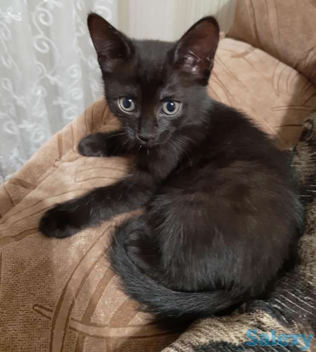 Котенок рочно ищет дом, фотография 4