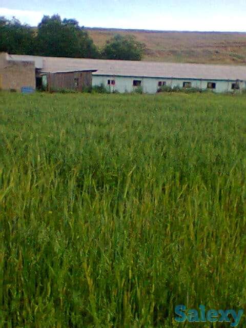 Продам Ферму, Коксай, фотография 3