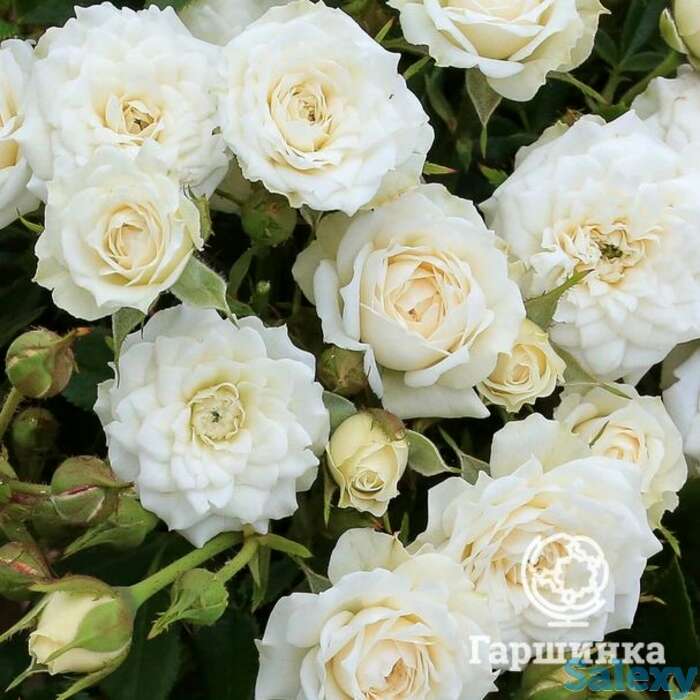 Роза вайт джем миниатюрная, топалович, фотография 1