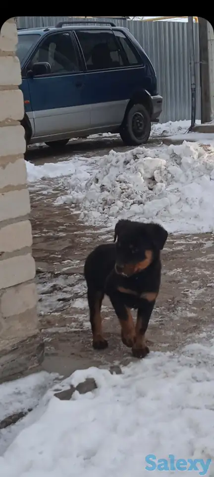 Продам чистокровный щенок ротвейлера мальчик 5,5 месяца., фотография 4