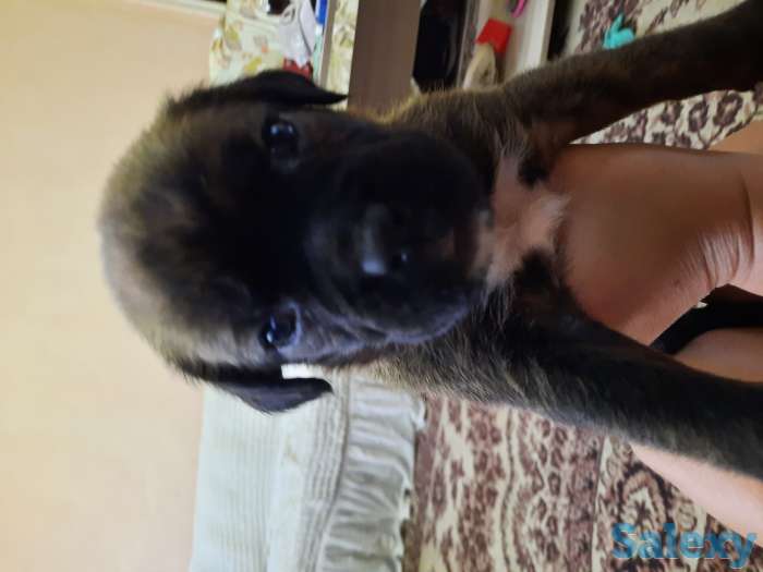 Продаются чистокровные щенки немецкого боксера, фотография 8