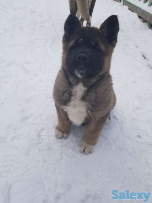 продам щенков Американская акита, фотография 2