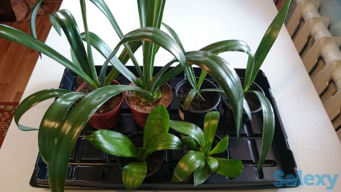 Агава латиноамериканская Сансевьера Ханни, фотография 2