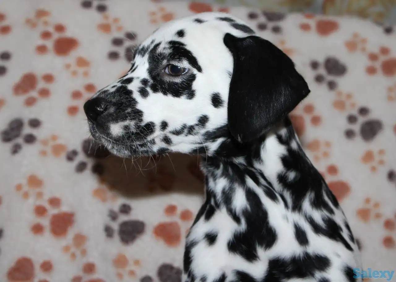 Далматин Далматинец щенки далматинов Далматины Алматы, фотография 12
