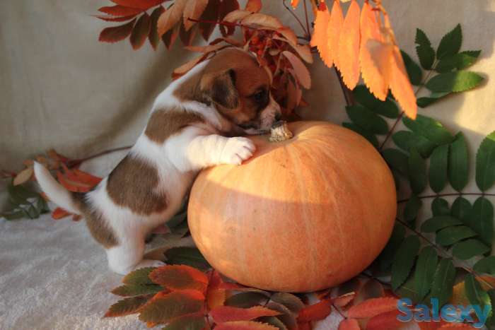 щенки джек рассела, фотография 2