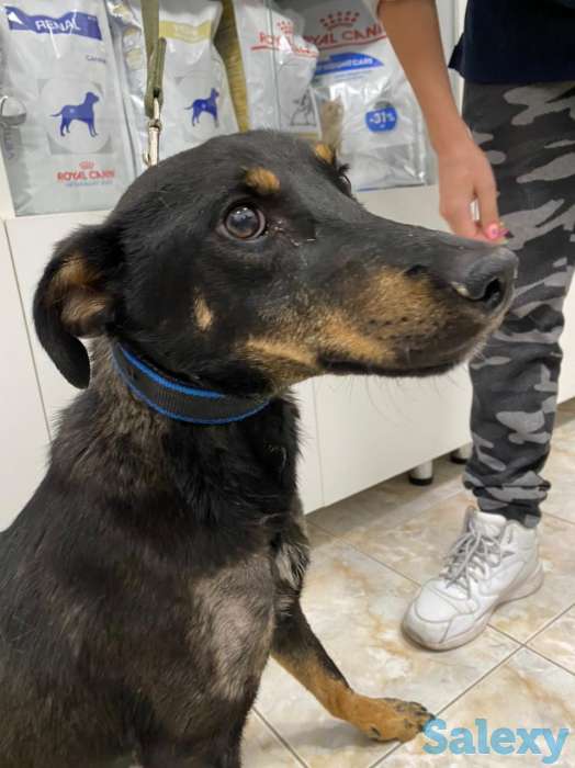 Отдам в хорошие руки, фотография 8