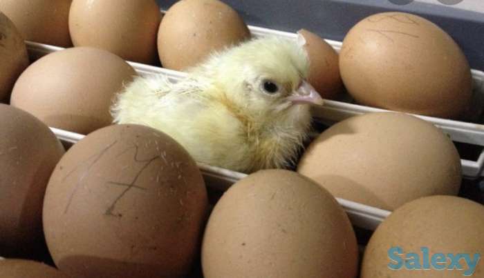 Инкубационные яйца Бройлер, фотография 3