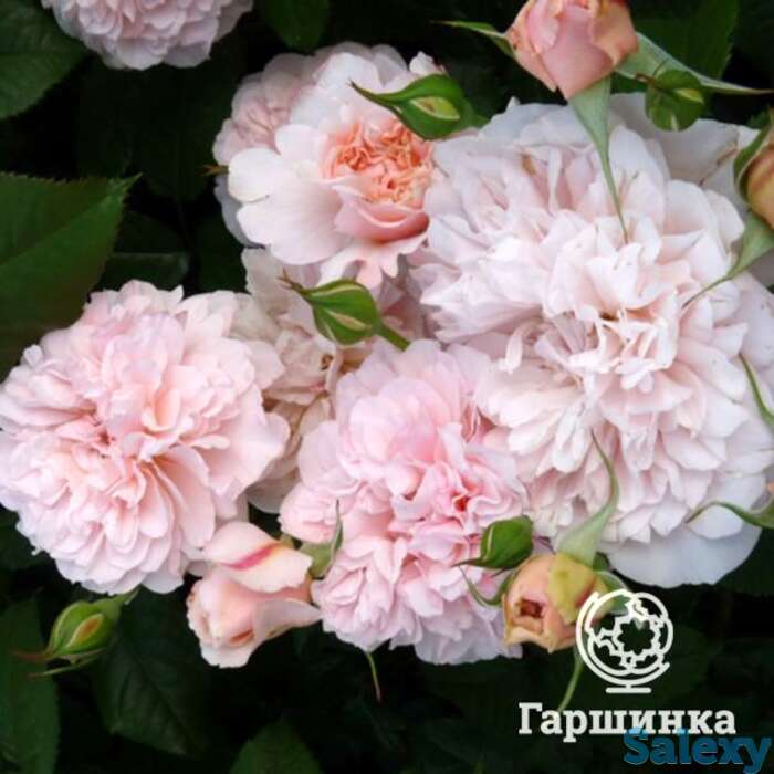 Роза роз де толбиак, топалович, фотография 1