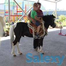 лошади, пони, катание, прокат, фотография 4