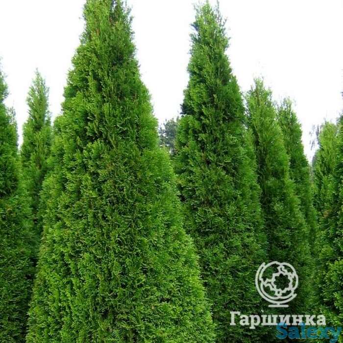 Туя западная Смарагд, фотография 1