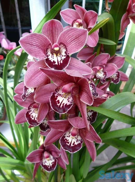 Орхидеи, фотография 3