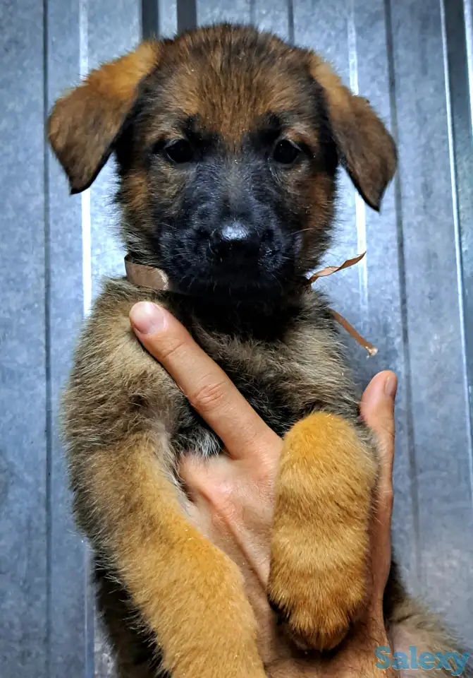 Щенки немецкой овчарки с шикарной родословной, фотография 3