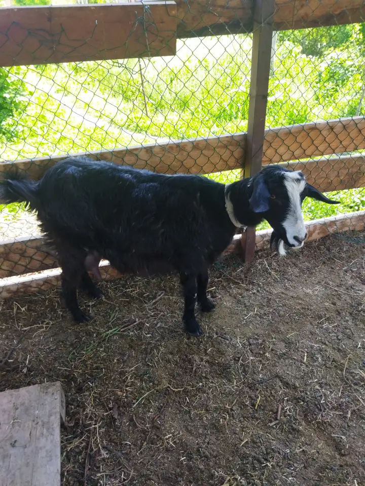 Продам козу молочной породы, фотография 1