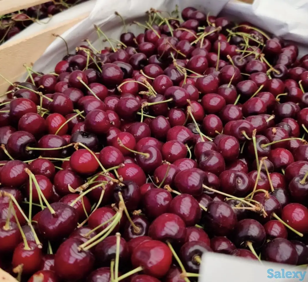 Плодоносящие интенсивный яблоневый и косточковый сады, фотография 7