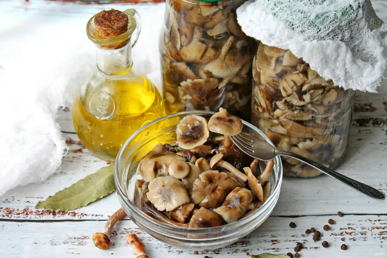 продам свежие грибы вешанка, фотография 1