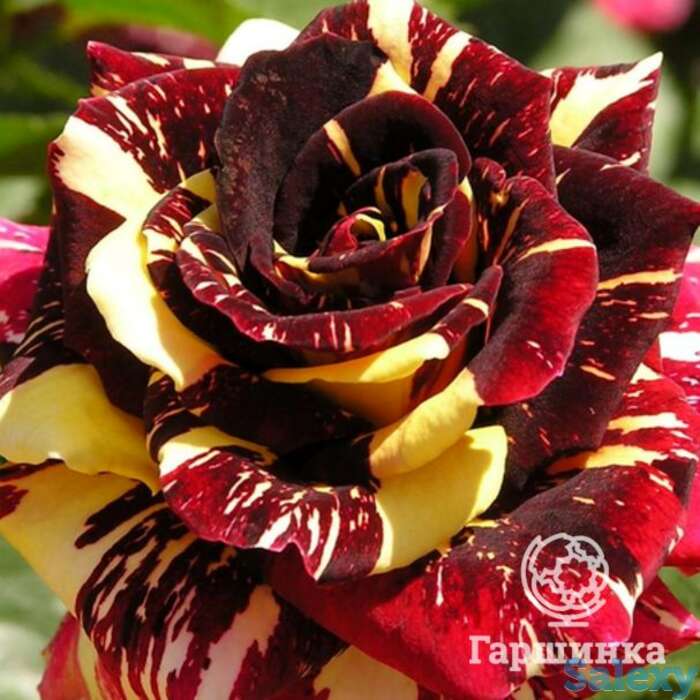 Роза абракадабра, кордес, фотография 1