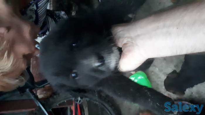 Щенки лабрадора, фотография 1