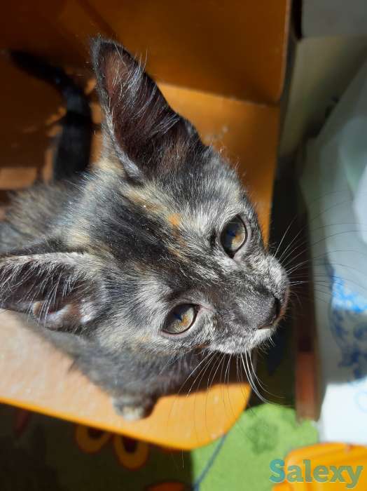 котенок срочно ищет дом, фотография 4