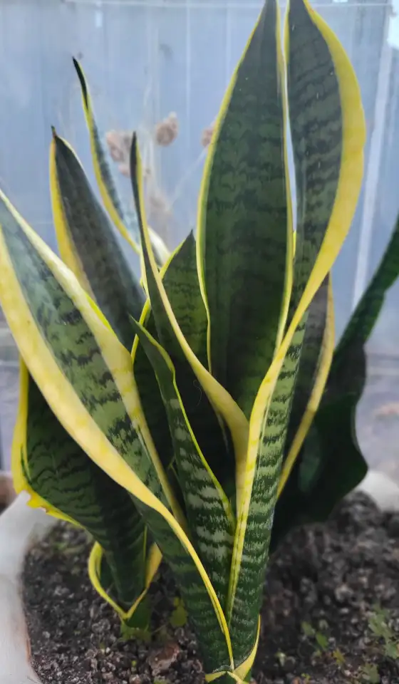 Продам Сансевиерию, фотография 6