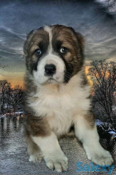 Продаются щенки Алабая, фотография 1