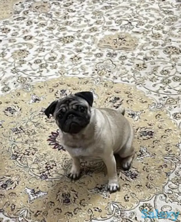 Продаю мопс девочка, фотография 2
