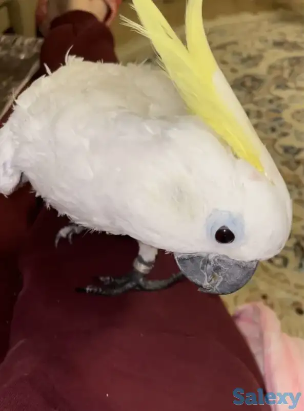 Какаду Попугай в добрые руки!, фотография 3