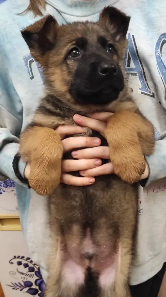 Щенки 100 немецкой овчарки, фотография 9