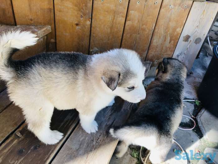 Щенки породы аляскинский маламут, фотография 5