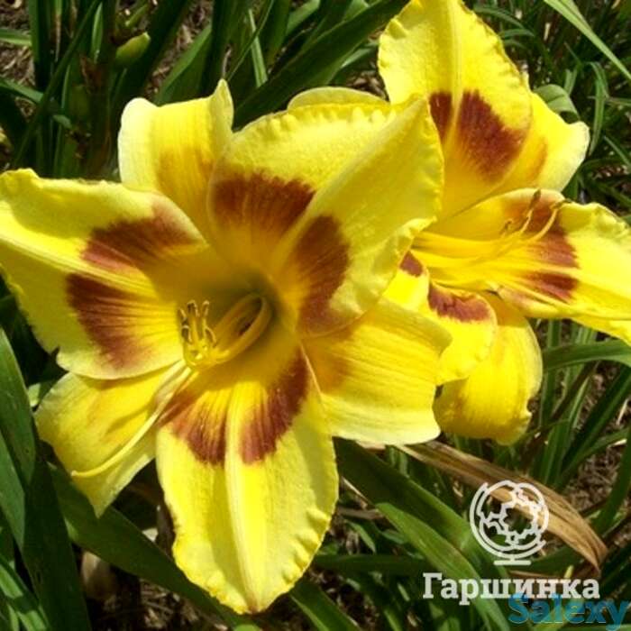 Лилейник Кинг Джордж, фотография 1