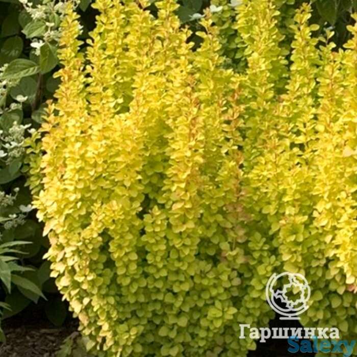 Барбарис голден рокет, фотография 1