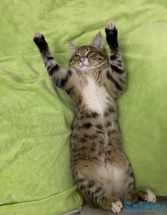 Отдам котика в любящие руки, фотография 2