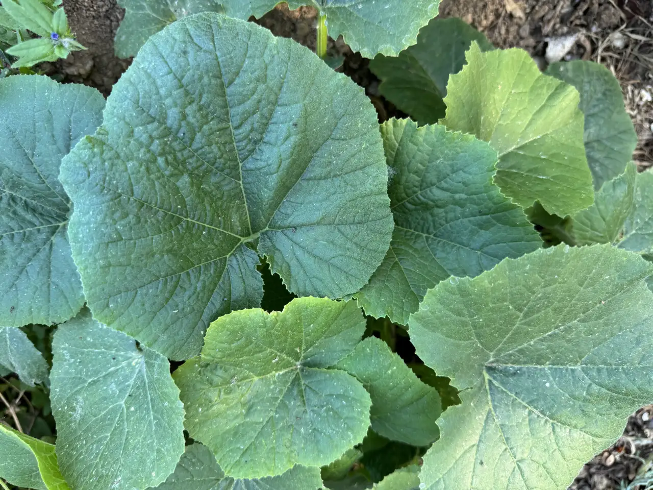 Прлдам или меняю дом в с.Мартук, фотография 12