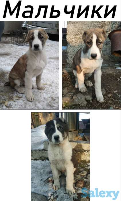Продам щенков алабая, фотография 2