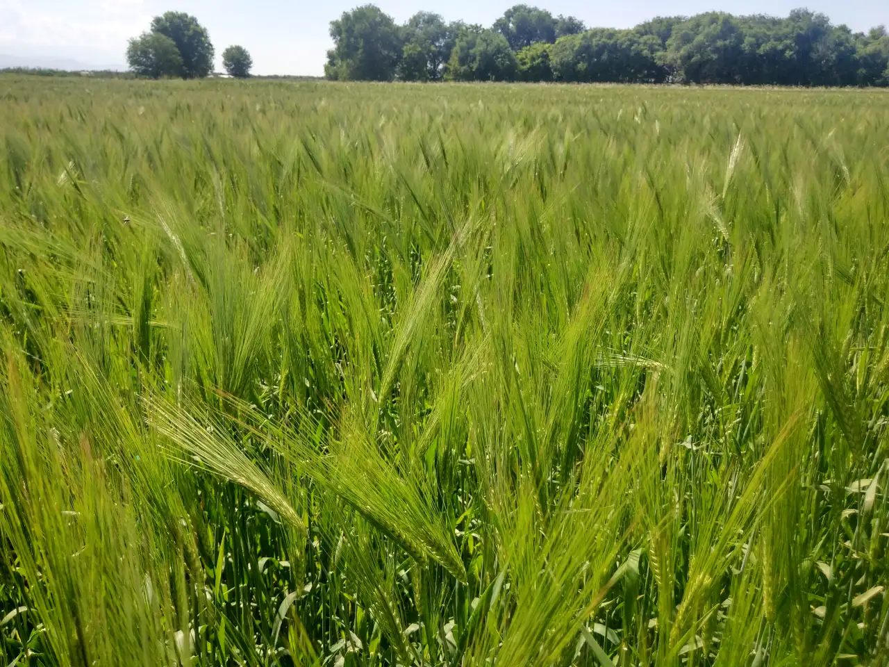 Продаю Ячмень Сорт Атлин Канадский В Меркенском районе, фотография 5