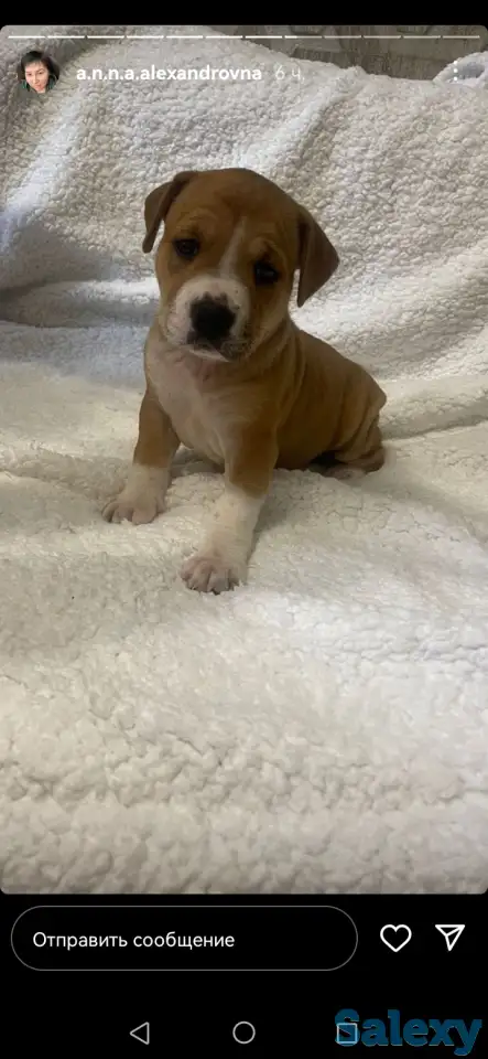 Продажа стаффорда, фотография 4