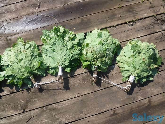 Дубовые и Березовые веники для бани Оптом из Башкирии, фотография 3