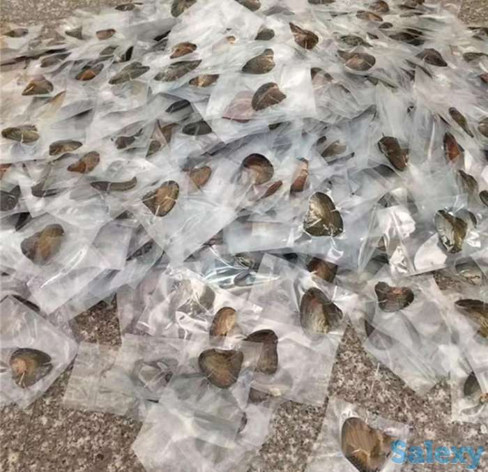 Продажа устриц с 8 жемчужинами, фотография 3