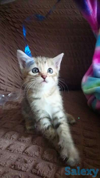 Отдам котят, фотография 3