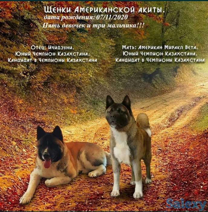 Продаются щенки Американской Акиты!, фотография 1