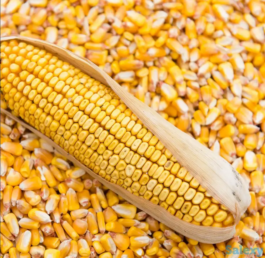 Кукуруза кормовая, фотография 1