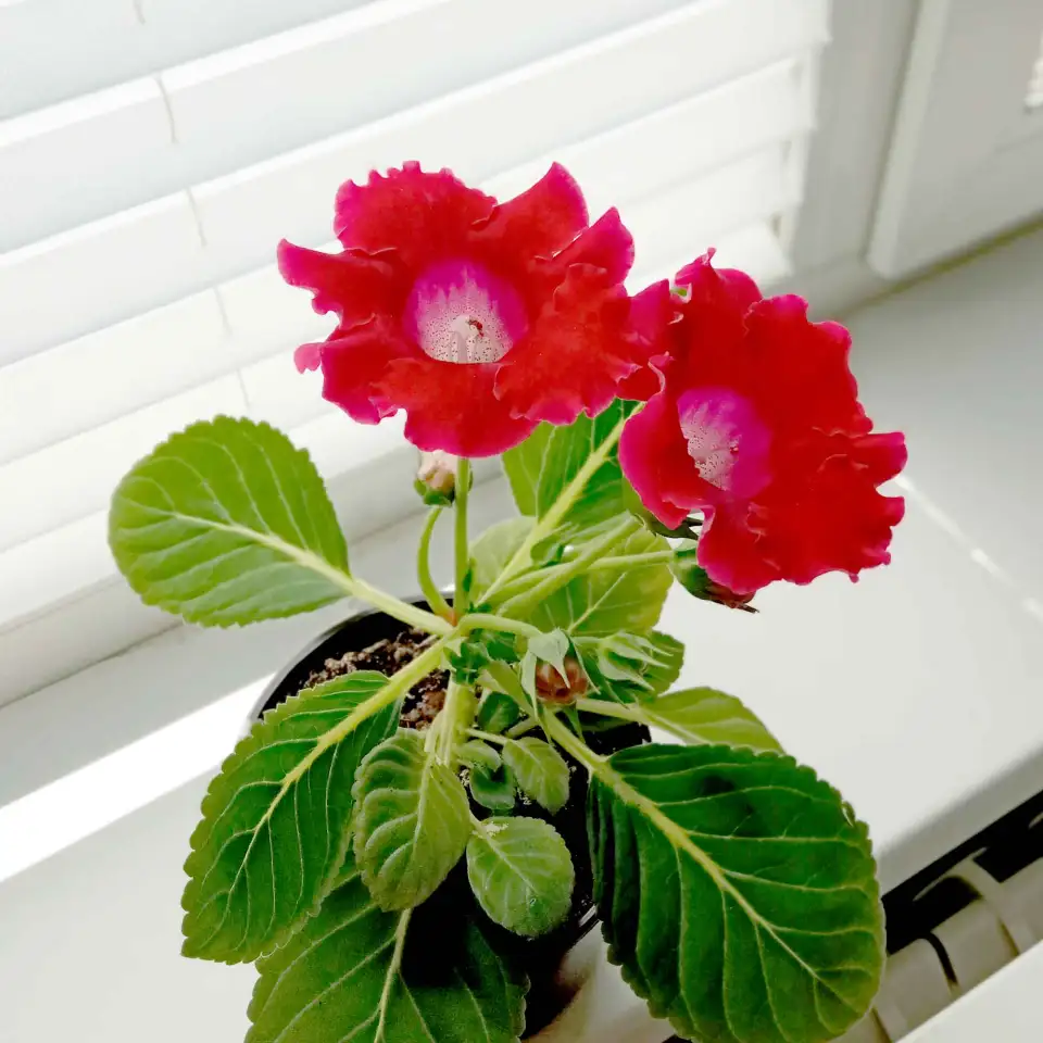 Глоксинии. Комнатные цветы., фотография 5