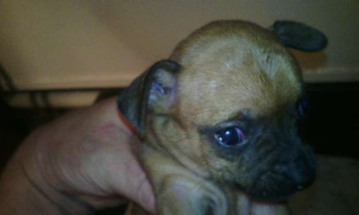 собачку срочно, фотография 8