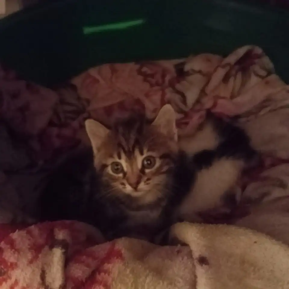 Отдам котят в хорошие добрые руки., фотография 1