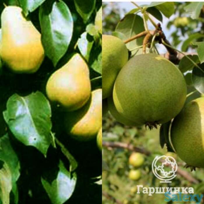 Груша 2 в 1: осенняя яковлева/чижовская, фотография 1