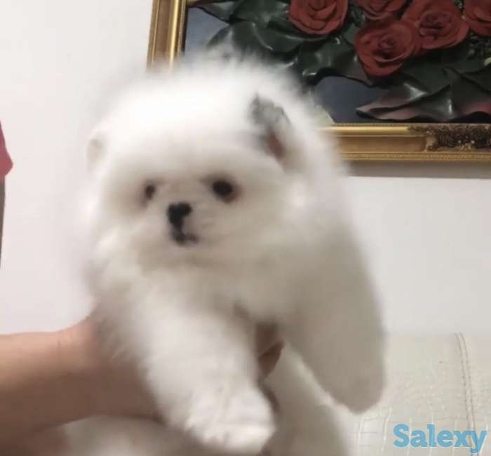 Помиранский шпиц, фотография 1