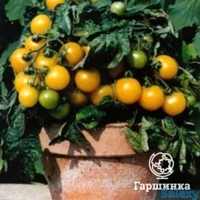 Семена Томат Балкони Елоу F1 15 шт, фотография 1