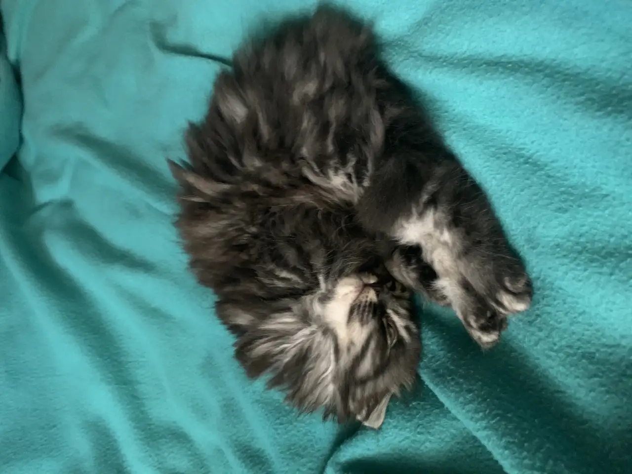 Отдам котенка бесплатно в хорошие руки!, фотография 3