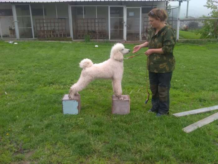 Дрессировка собак выезд на дом, фотография 3