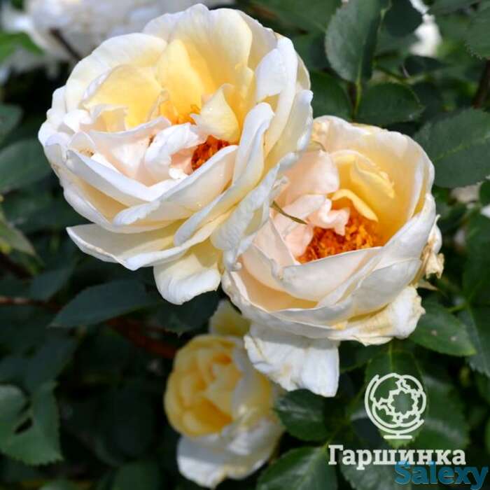 Роза джей пи коннел канадская парковая к/с, фотография 1